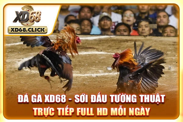 Đá Gà XD68 - Sới Đấu Tường Thuật Trực Tiếp Full HD Mỗi Ngày