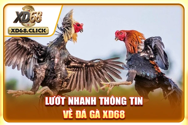 Lướt nhanh thông tin về Đá Gà XD68