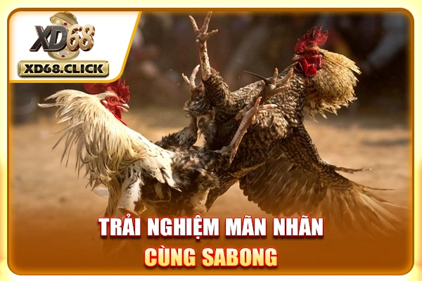 Trải nghiệm mãn nhãn cùng Sabong 